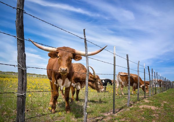Cattle Fencing Installation