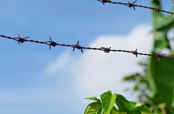 Garden Fencing Service