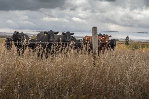 Livestock Fencing Service - Livestock Fencing Service Greenwood, Indiana