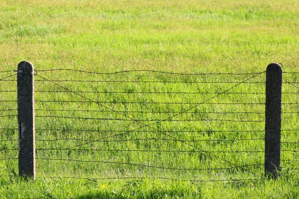 Cattle Fencing