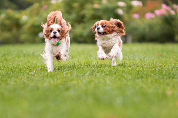 Pet Fencing
