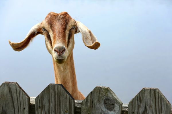 Goat Fencing Installation