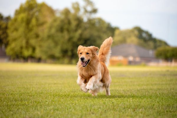 Underground Pet Fence Repair - Underground Pet Fence Repair Lancaster, Pennsylvania