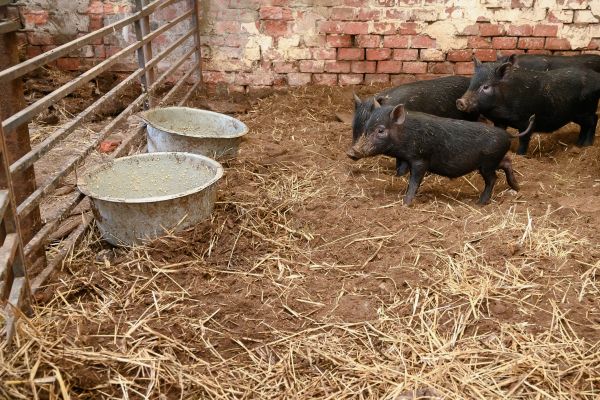 Pig Pen Installation