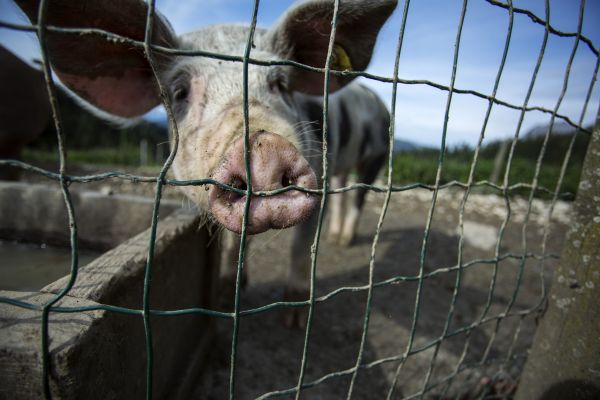 Hog Fence Installation