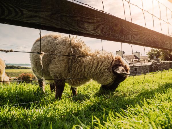 Sheep Fence Installation - Sheep Fence Installation Greenfield, Indiana