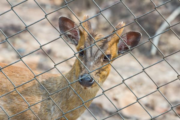 Deer Fence Patching