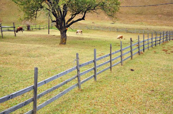 Sheep Fencing