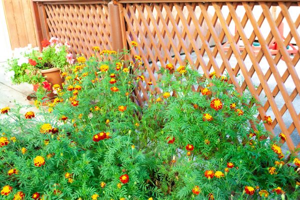 Lattice Fence Installation - Lattice Fence Installation Kenosha, Wisconsin