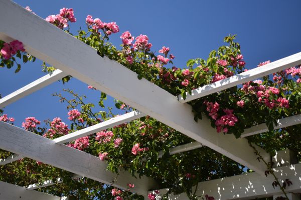 Trellis Installation