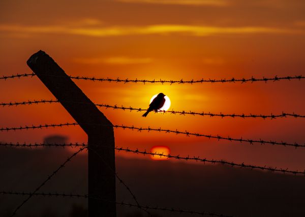 Agricultural Fence Service