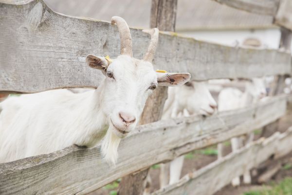 Goat Farm Fencing