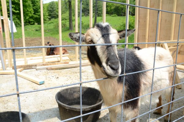 Goat Fencing