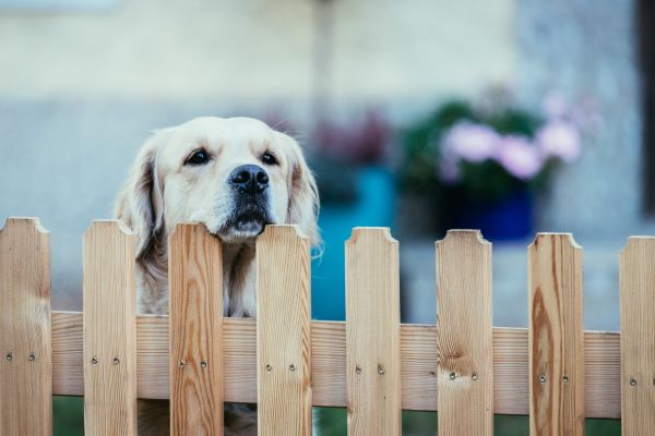 Wooden Dog Fence Installation - Wooden Dog Fence Installation Greensboro, North Carolina