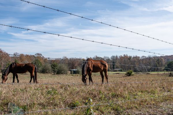 Barbed Wire Fence Installation