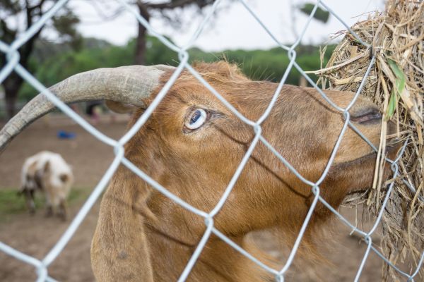 Animal Fencing