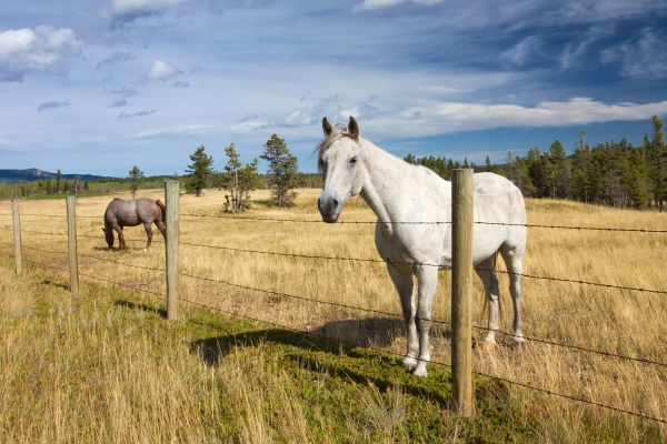 Agricultural Fence Replacement - Agricultural Fence Replacement Fernley, Nevada